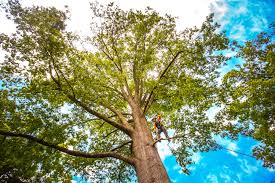 How Our Tree Care Process Works  in  Konawa, OK