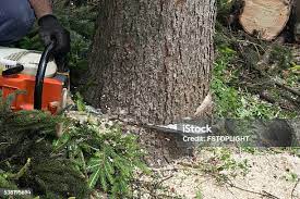 Best Tree Health Inspection  in Konawa, OK