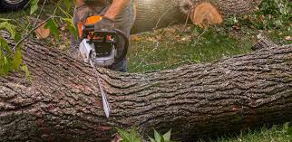 Best Arborist Consultation Services  in Konawa, OK