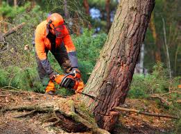 Best Stump Grinding and Removal  in Konawa, OK