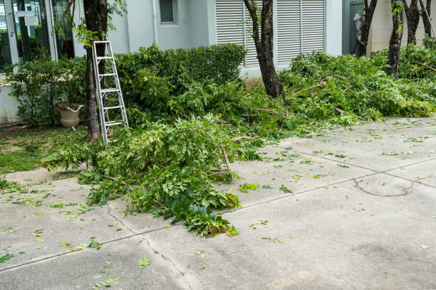 Best Fruit Tree Pruning  in Konawa, OK