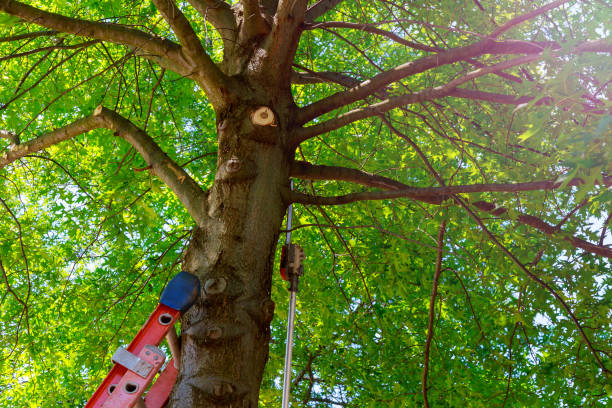 Best Fruit Tree Pruning  in Konawa, OK